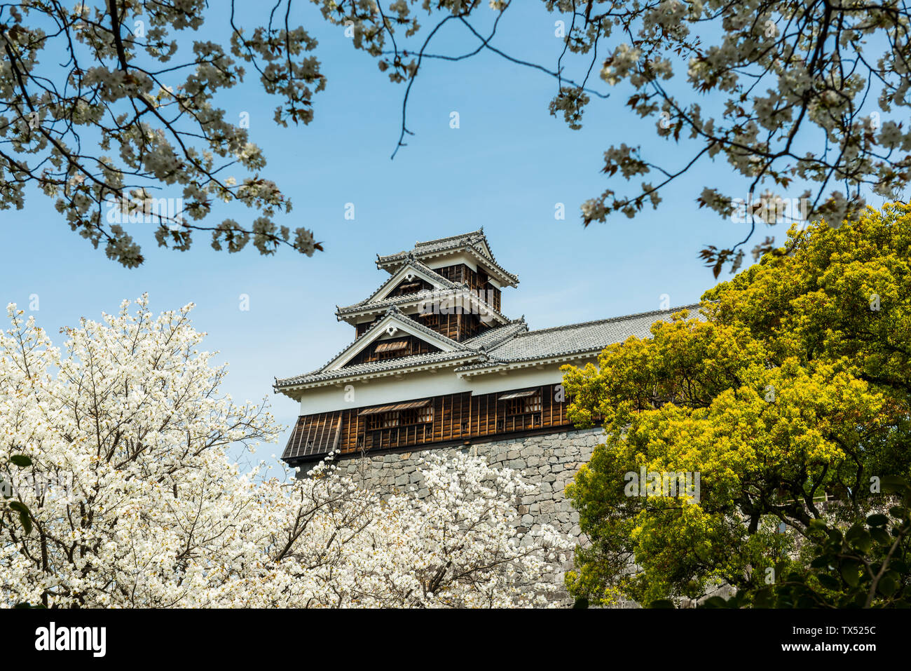 Japan, Kumamoto, view to Kumamoto Castle at cherry blossom Stock Photo