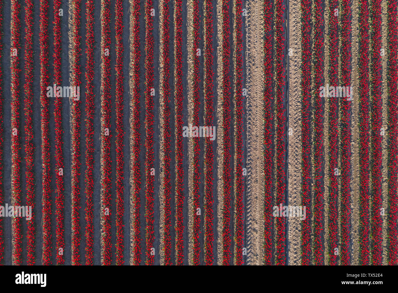 Germany, Saxony-Anhalt, aerial view of red tulip field Stock Photo