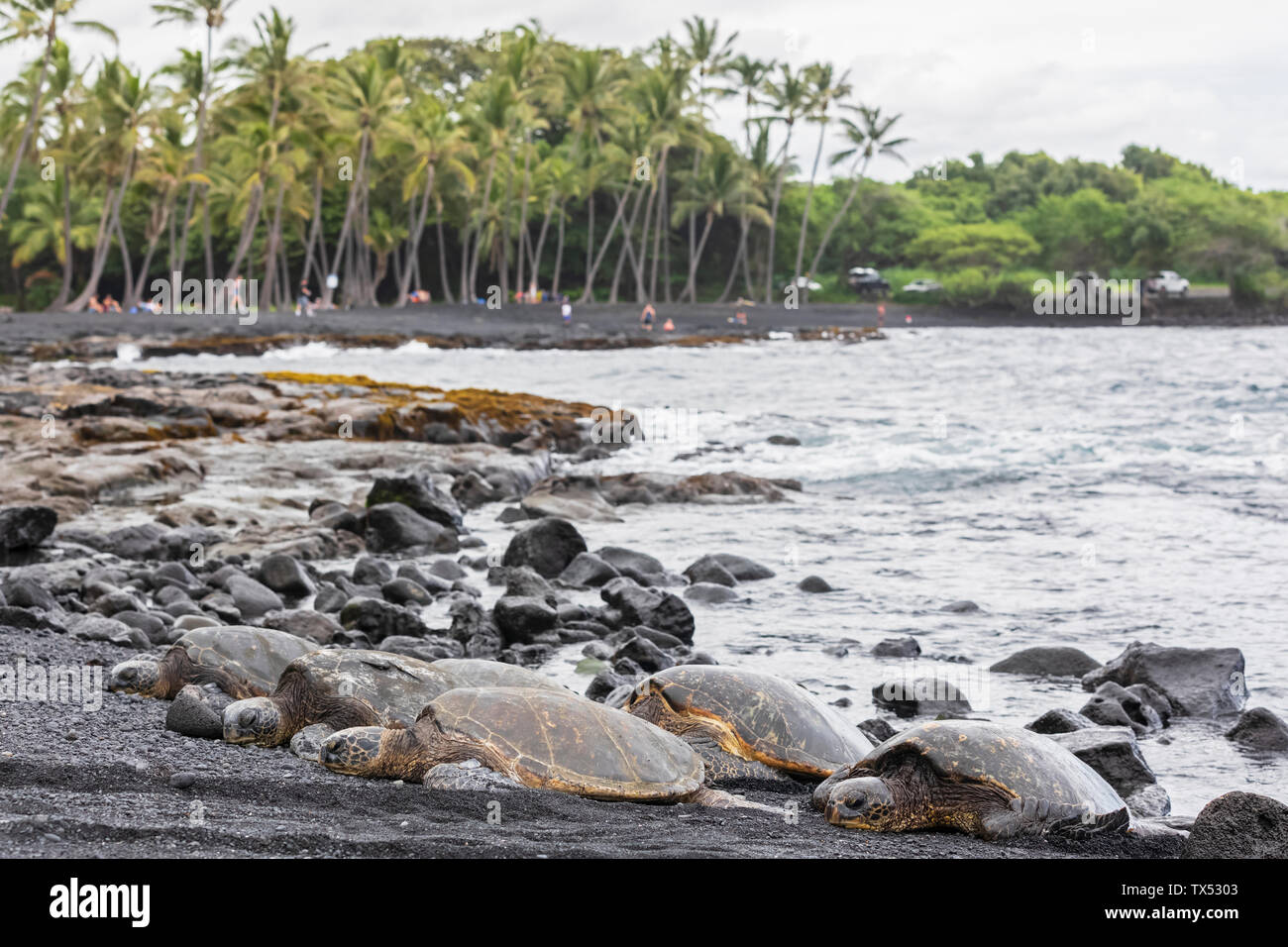 USA, Hawaii, Big Island, Green Sea Turtles on Punalu'u Black Sand Beach