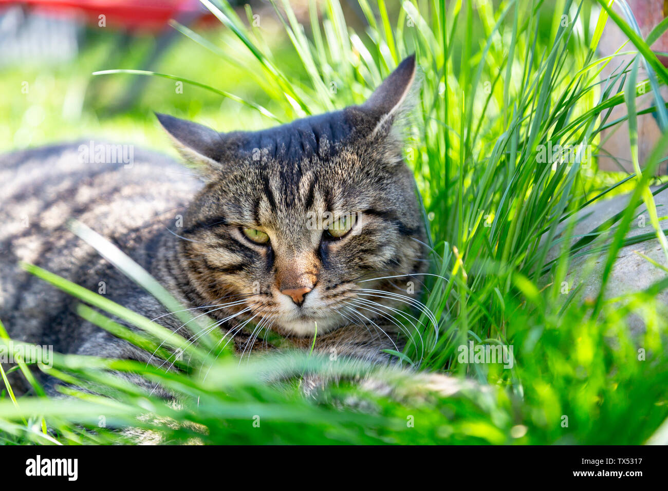 Cat lying grass hi-res stock photography and images - Alamy