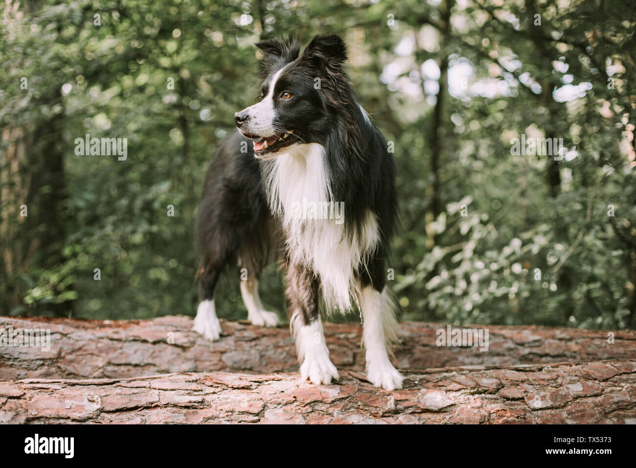Border Collie on tree log in the forest Stock Photo