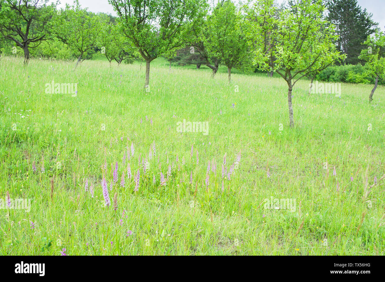Gymnadenia conopsea, marsh fragrant orchid in orchard of gene fund for regional varieties of fruit trees in the National Nature Reserve Zahrady pod Ha Stock Photo