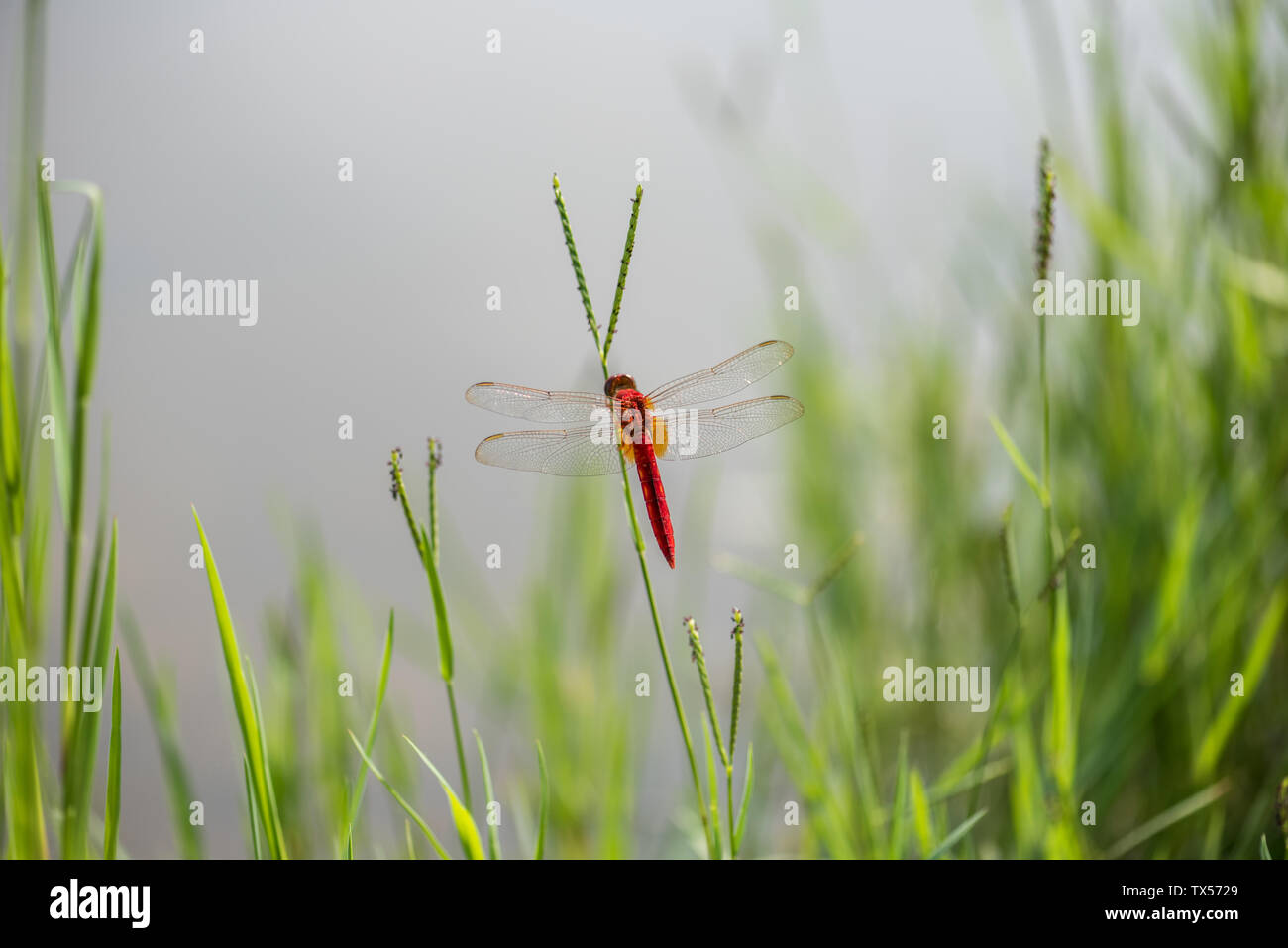 Red dragonflies on the green grass Stock Photo - Alamy