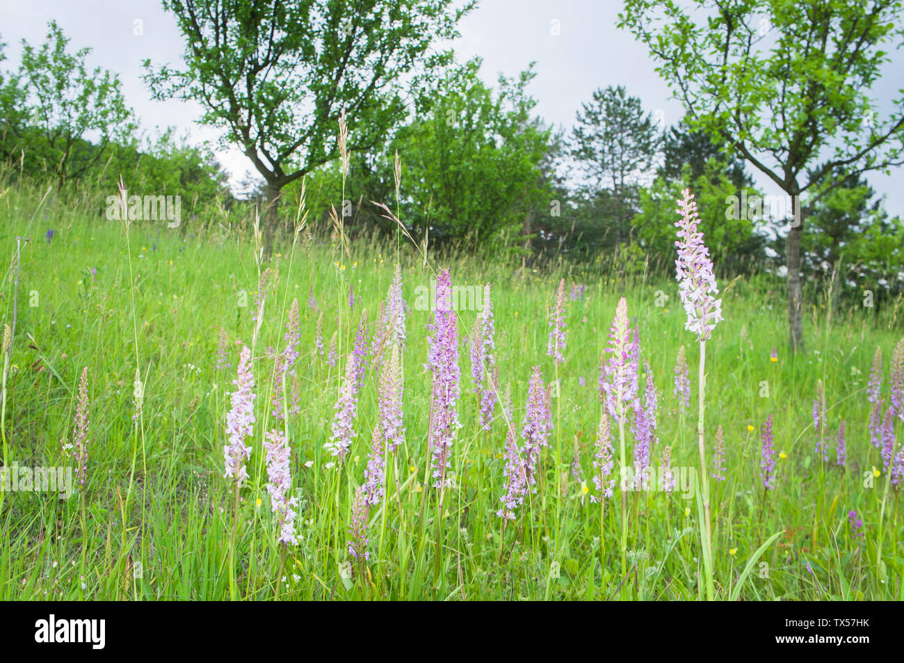Gymnadenia conopsea, marsh fragrant orchid in orchard of gene fund for regional varieties of fruit trees in the National Nature Reserve Zahrady pod Ha Stock Photo