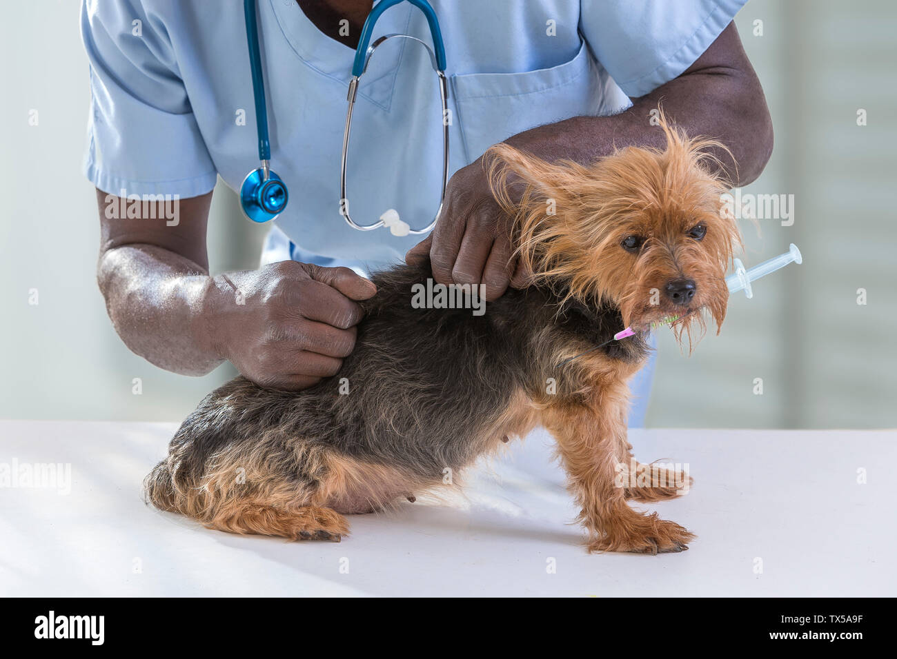 Veterinarian with pet 's health checked on yorshire 's holding a syringue in his mouth, on veterinarian clinic background. Stock Photo
