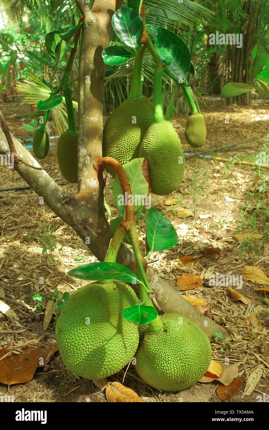 The jackfruit tree of this species of Thailand is very productive. Stock Photo