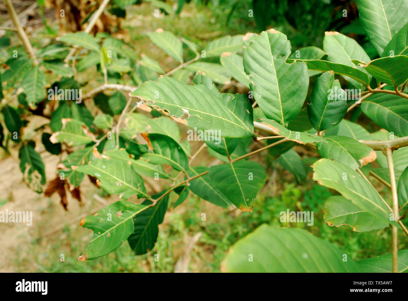 Rambutan leaves are borer. Rambutan leaves lack nutrients. Stock Photo