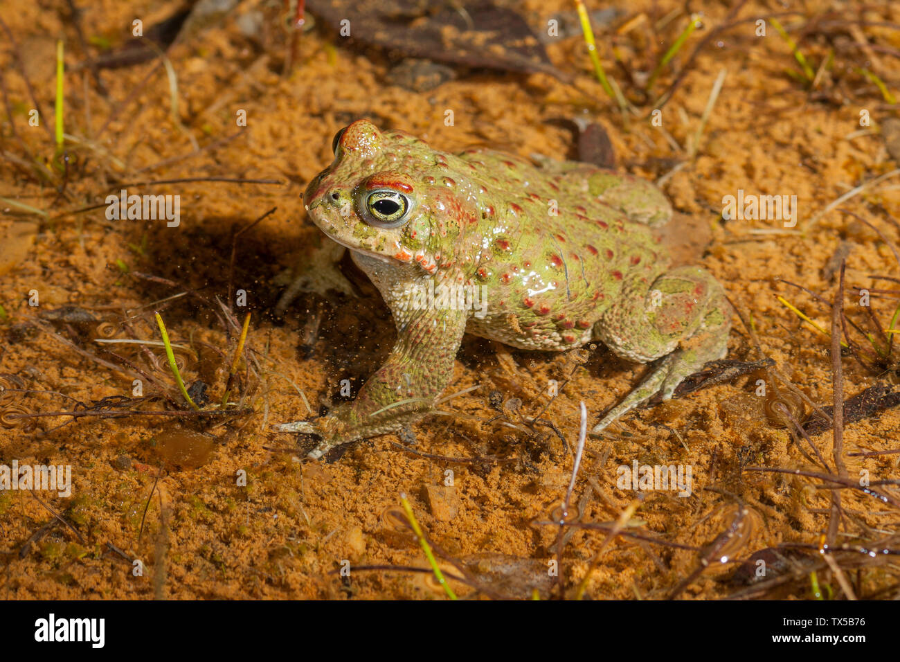 Natterjack toad (Epidalea calamita) Stock Photo