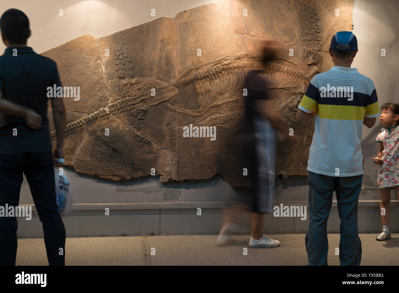 Visitors look at a fossil of Cymbospondylus sp in Geological Museum of China. Stock Photo