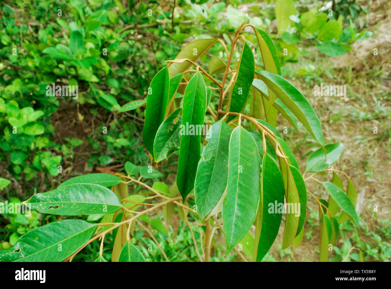 Durian leaves are diseased, durian trees start to grow new Stock Photo -  Alamy