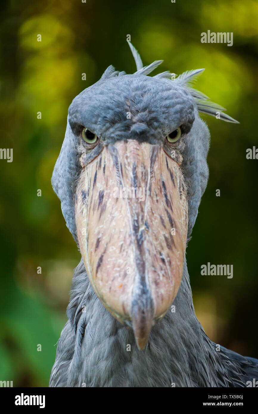 Front portrait of shoebill, scary looking bird look straight