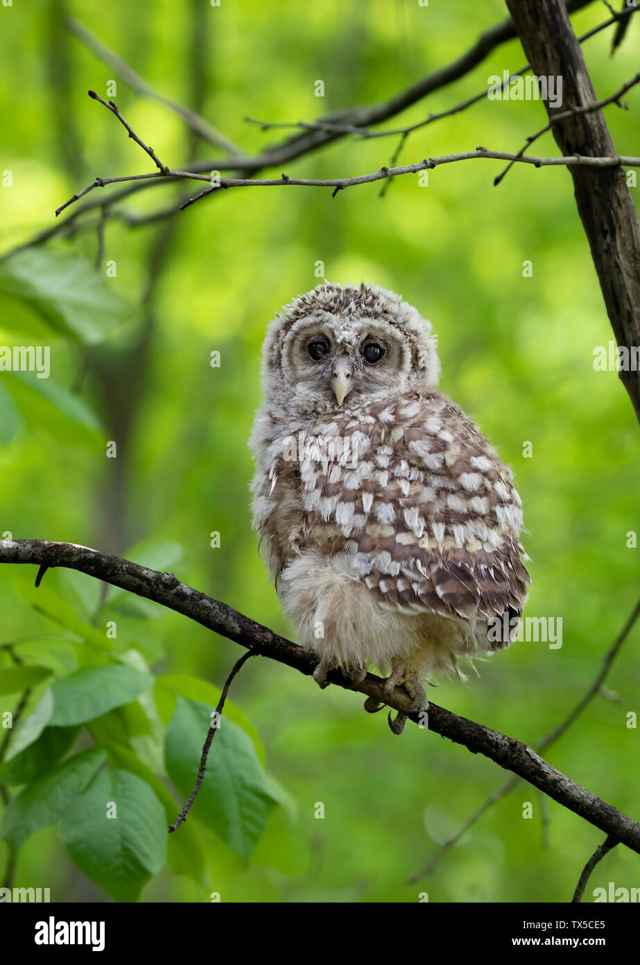 Barred owl owlet perched against a green background on a branch in the forest in Canada Stock Photo