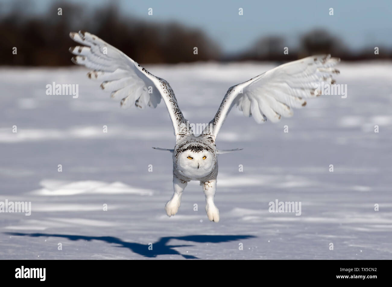 Snowy owl flying low and hunting over a snow covered field in Ottawa, Canada Stock Photo