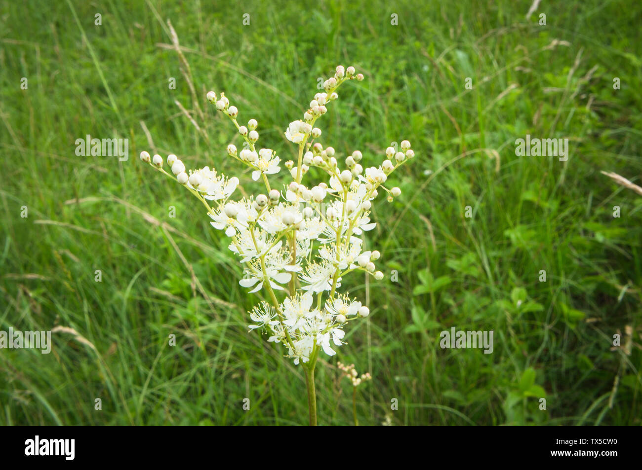 Filipendula vulgaris, dropwort, fern-leaf dropwort in Natura 2000 Nature Reserve Miliovy louky, Blatnicka, South Moravia Region, Czech Republic, June Stock Photo