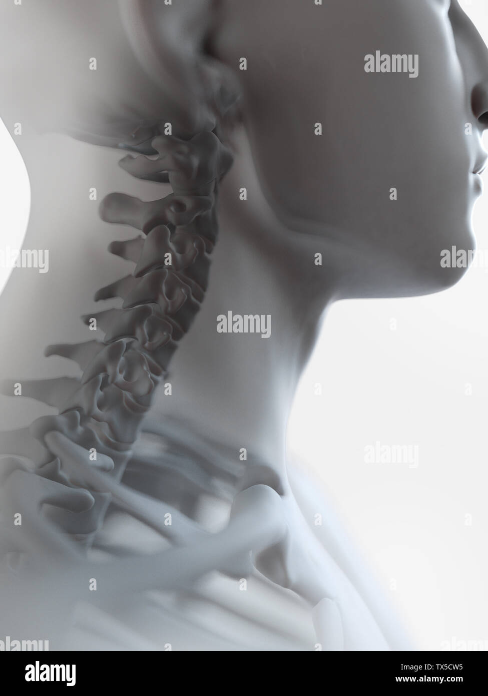 3d rendered medically accurate illustration of Stock Photo - Alamy