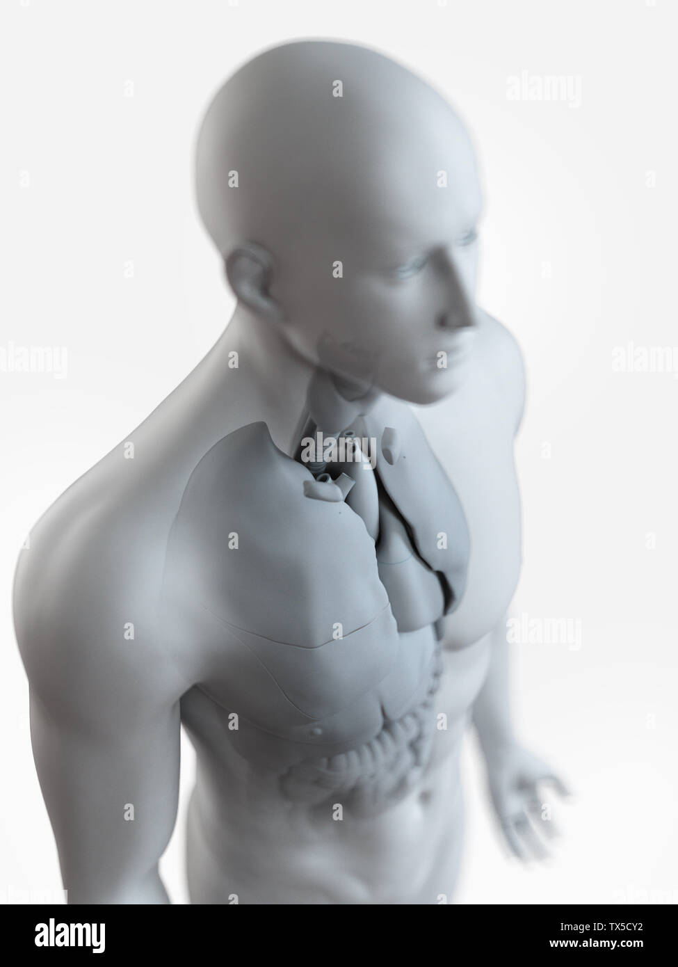 3d rendered medically accurate illustration of the male internal anatomy Stock Photo