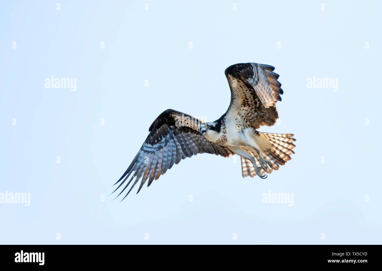 Osprey isolated on blue background in flight overhead Stock Photo - Alamy