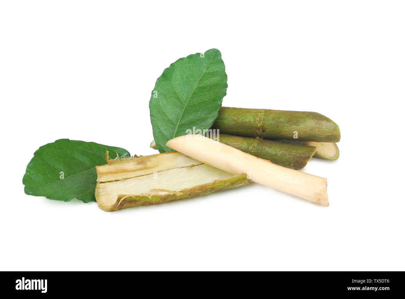 Streblus asper Lour.Has anti-bacterial effect, treat toothache and has anti-inflammatory effect.With Clipping Path. Stock Photo