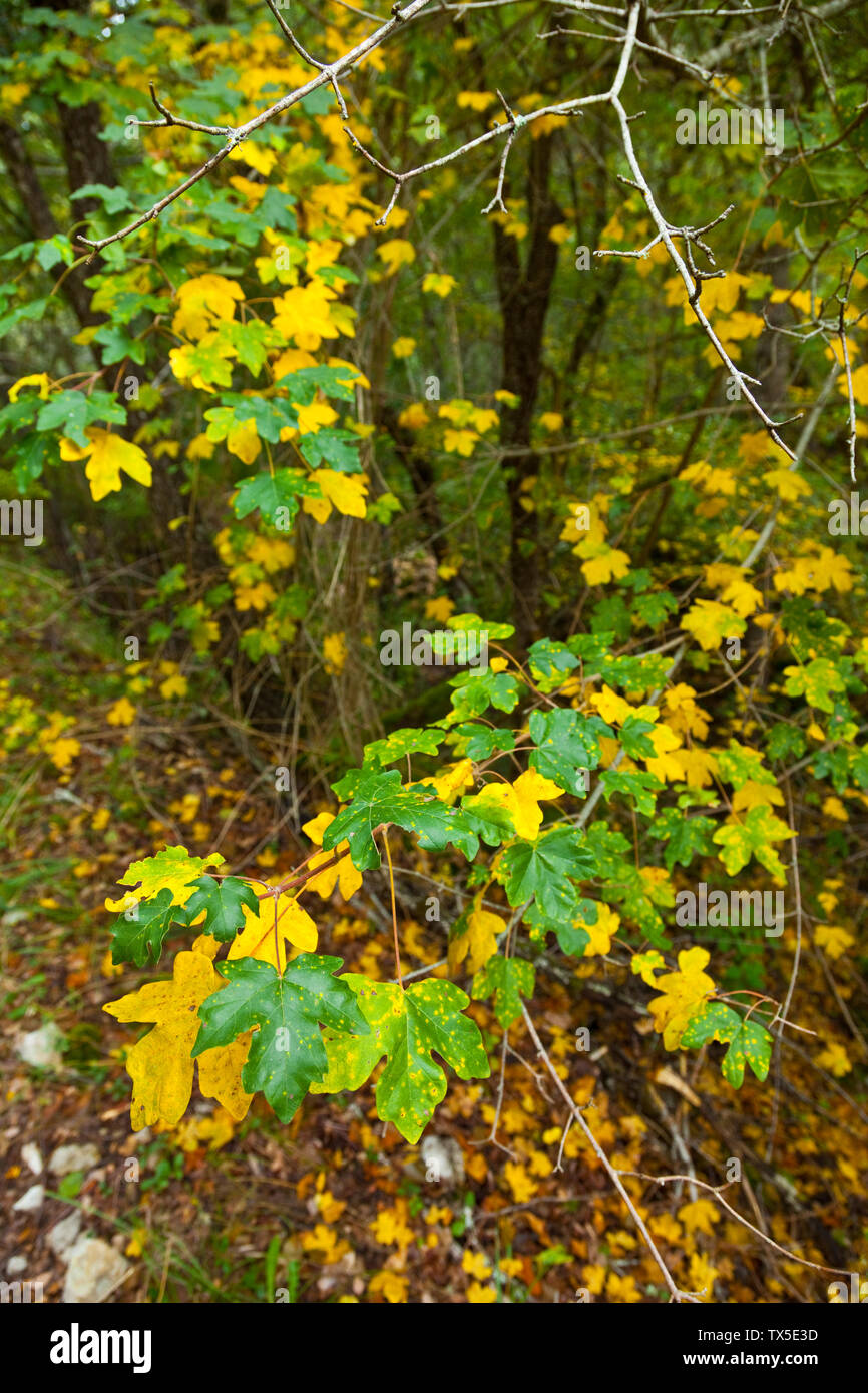 Colores de colores del otoño hi-res stock photography and images - Alamy