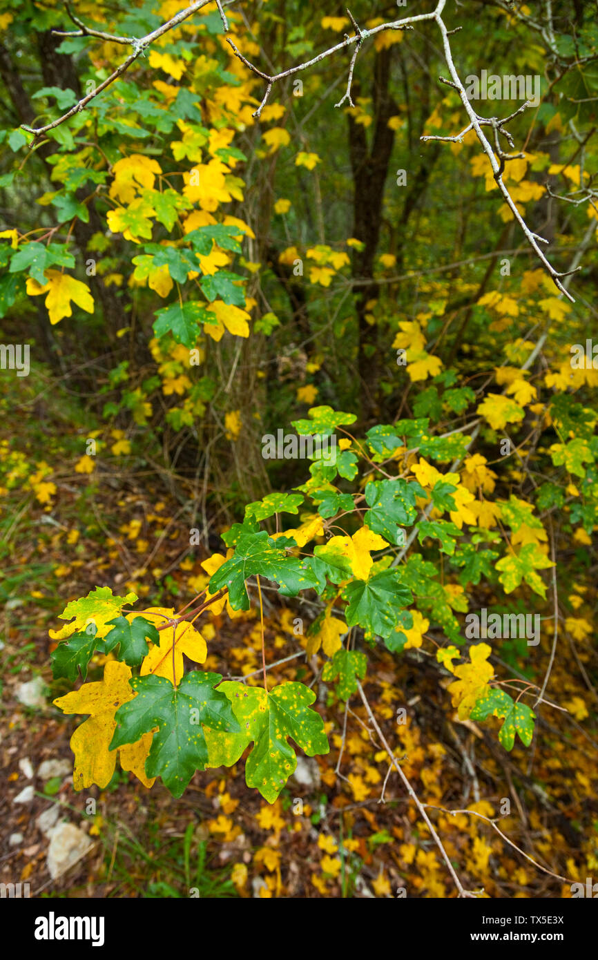 Colores de colores del otoño hi-res stock photography and images - Alamy