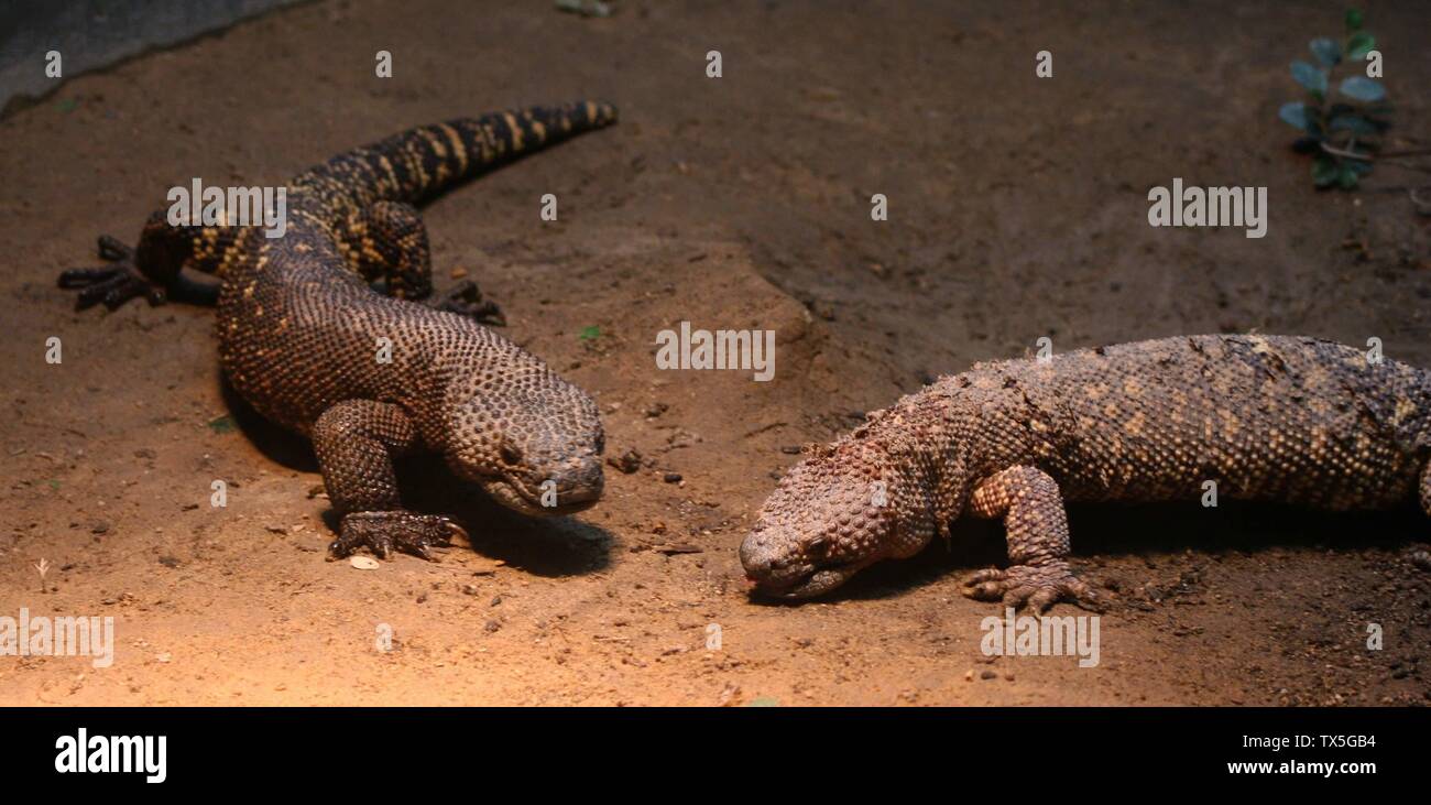 Mexican beaded lizards heloderma horridum hi-res stock photography and ...