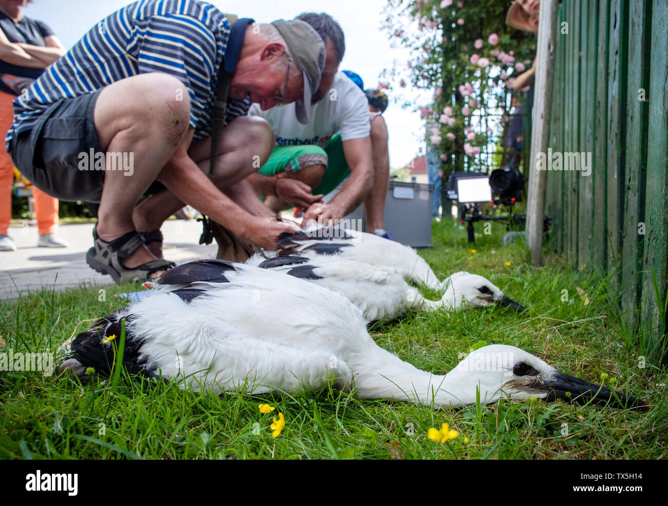 Cammin, Germany. 24th June, 2019. Bird ringers put the marking rings on the legs of three young storks. The stork experts are on the road in Mecklenburg, measuring the young storks in their nests and attaching the rings. Credit: Jens Büttner/dpa-Zentralbild/dpa/Alamy Live News Stock Photo