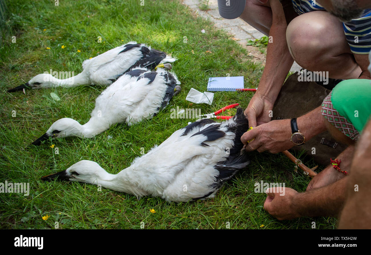 Cammin, Germany. 24th June, 2019. Bird ringers put the marking rings on the legs of three young storks. The stork experts are on the road in Mecklenburg, measuring the young storks in their nests and attaching the rings. Credit: Jens Büttner/dpa-Zentralbild/dpa/Alamy Live News Stock Photo