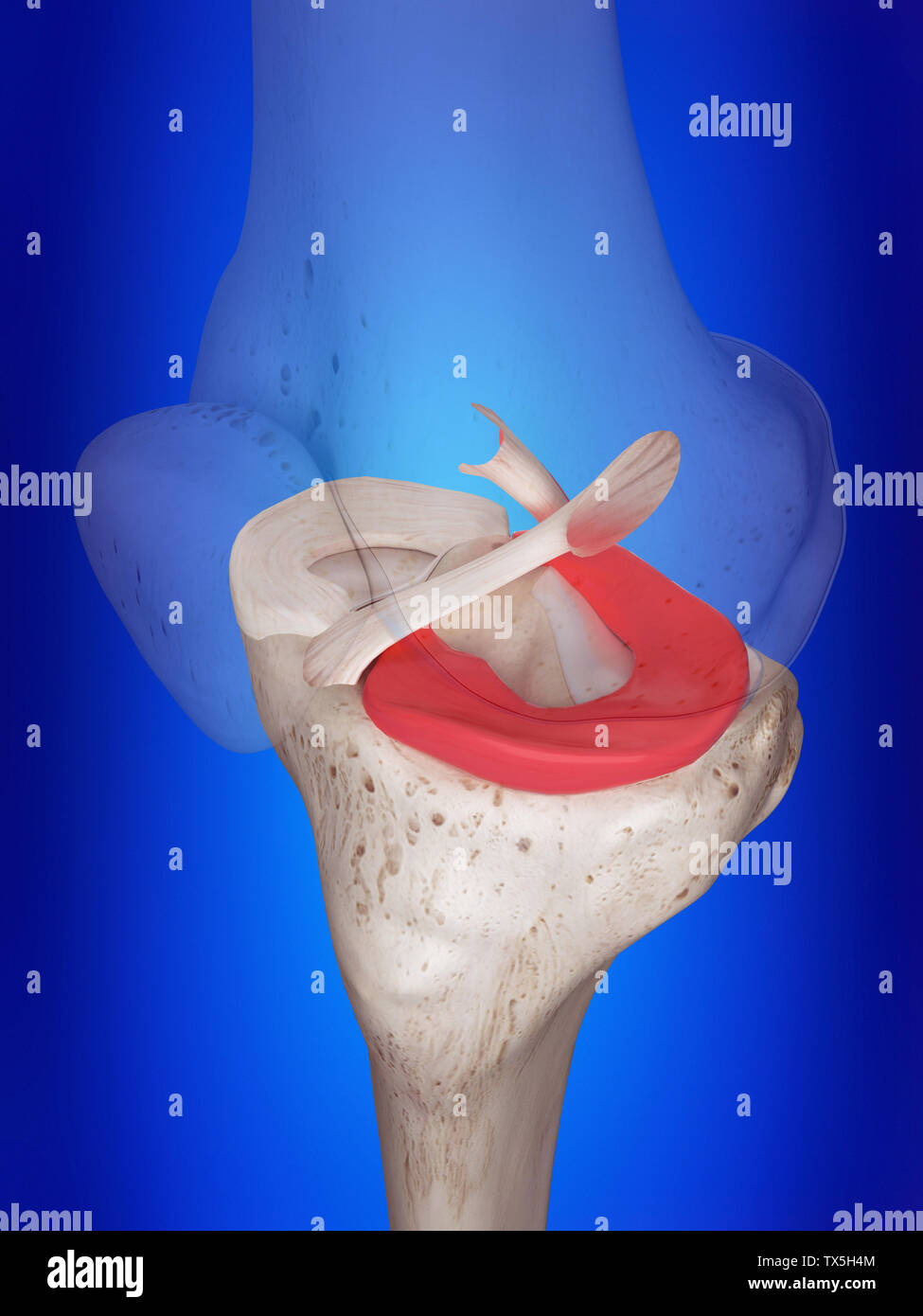 3d rendered, medically accurate illustration of the lateral meniscus Stock Photo
