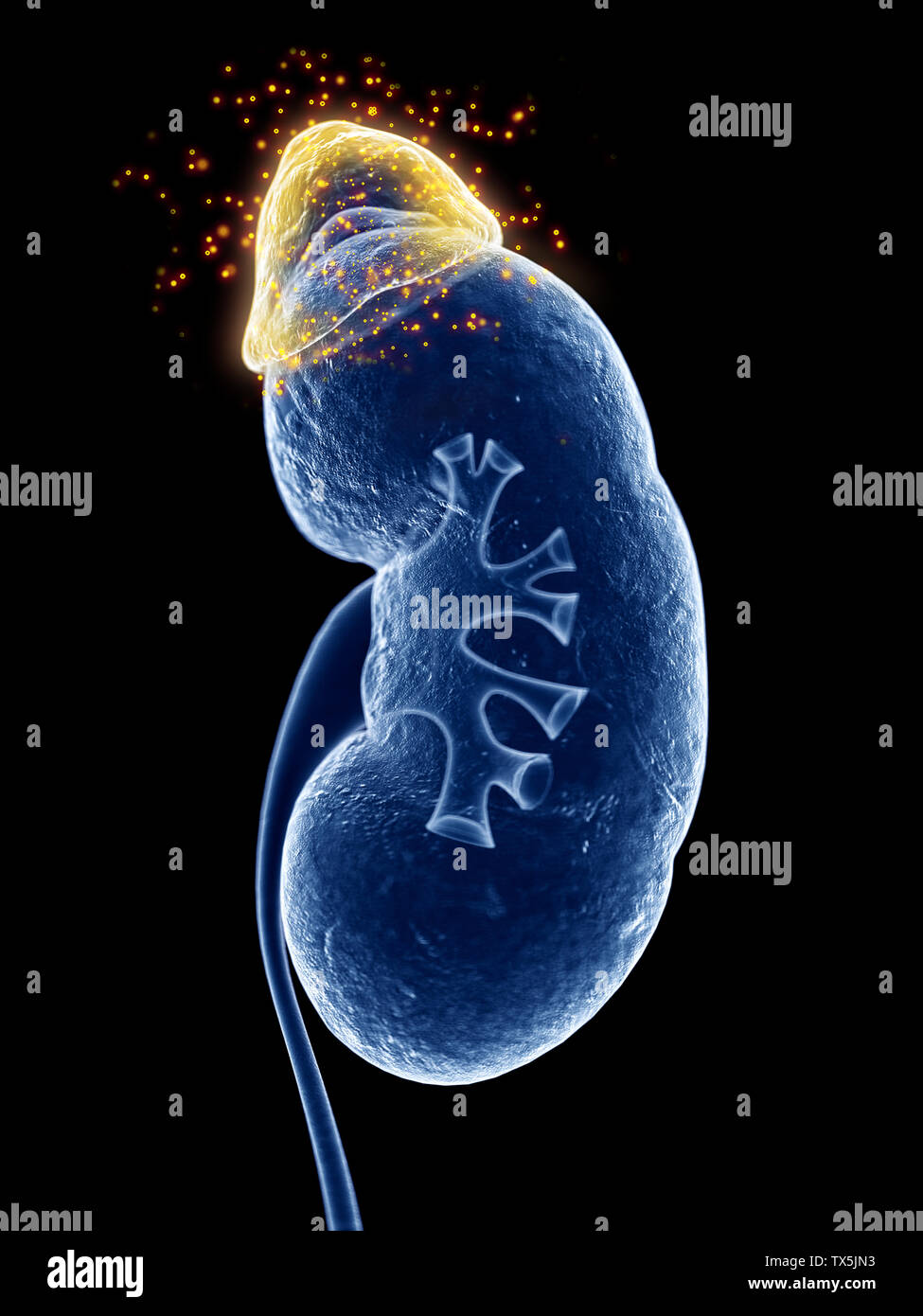 3d rendered, medically accurate illustration of the adrenal gland producing hormones Stock Photo