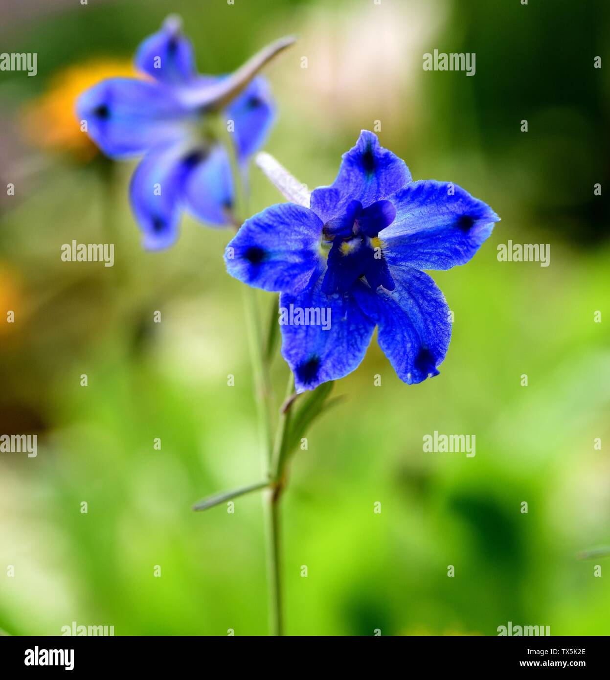 The blue flower of Rockslide Larkspur. Stock Photo