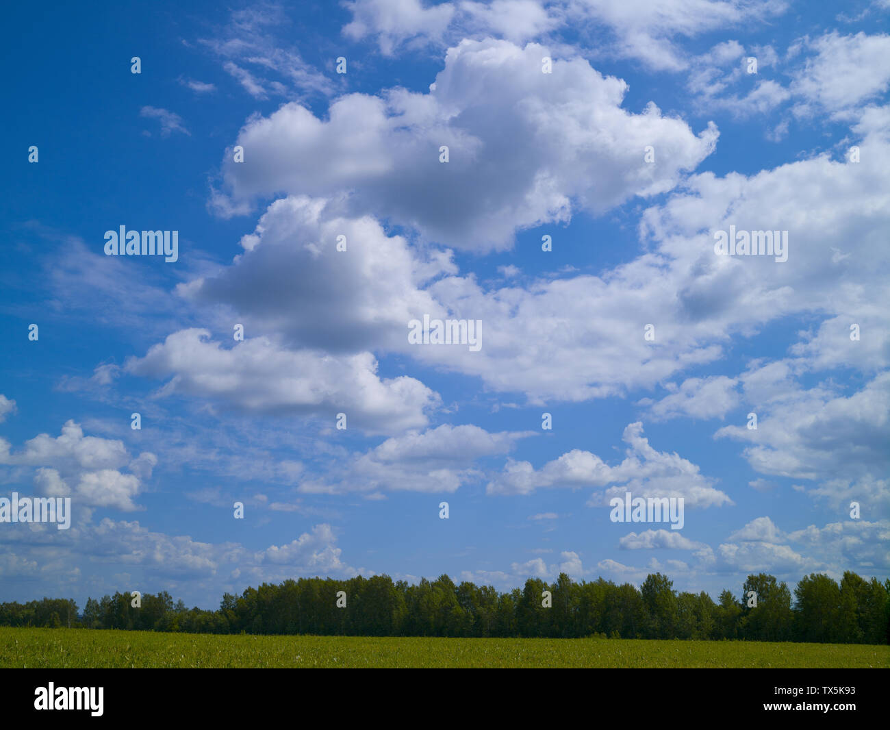 Blue sky with white cumulus clouds. Sunny day, summer Stock Photo - Alamy
