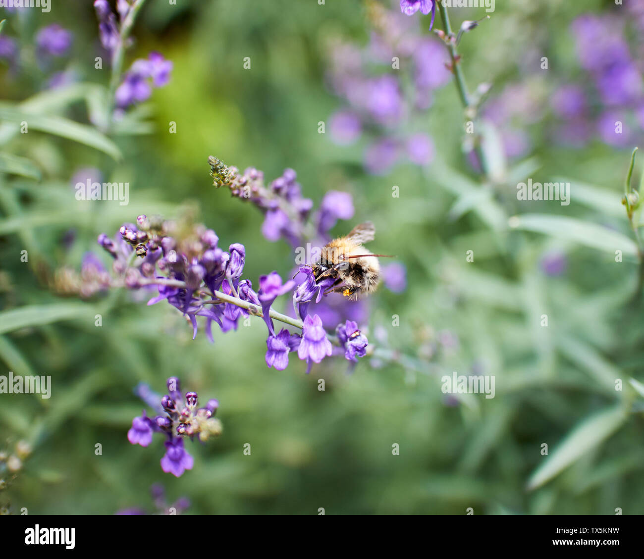 Close up of a Honey Bee feeding on Lupin (Lupinus) flower. Stock Photo