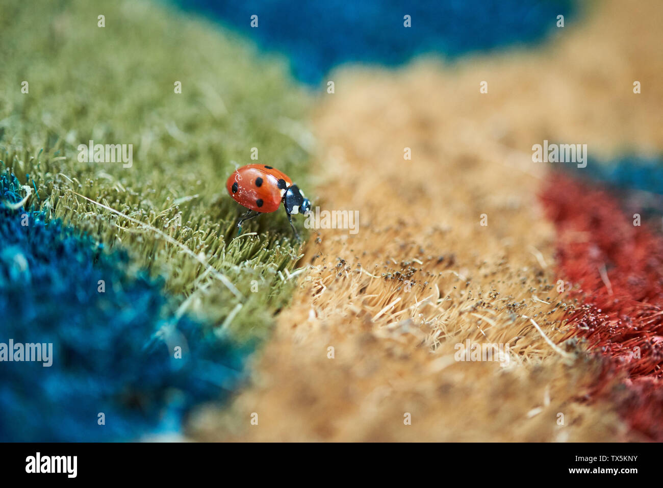 Bright red Ladybird (Coccinella magnifica) crawling across a colourful doormat. Stock Photo
