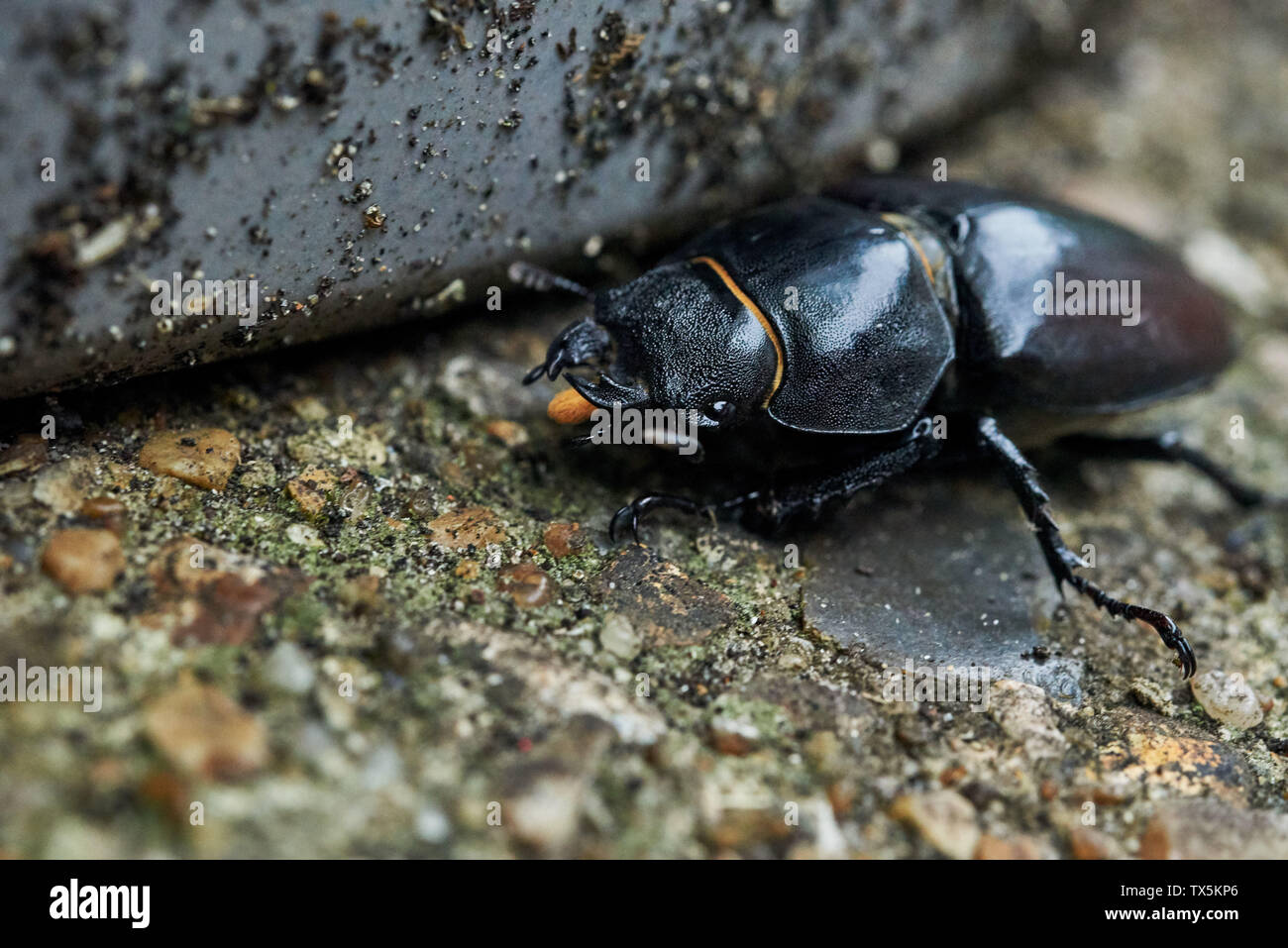 A large, black Lesser Stag Beetle (Dorcus parallelipipedus) ambling along a concrete patio. Stock Photo