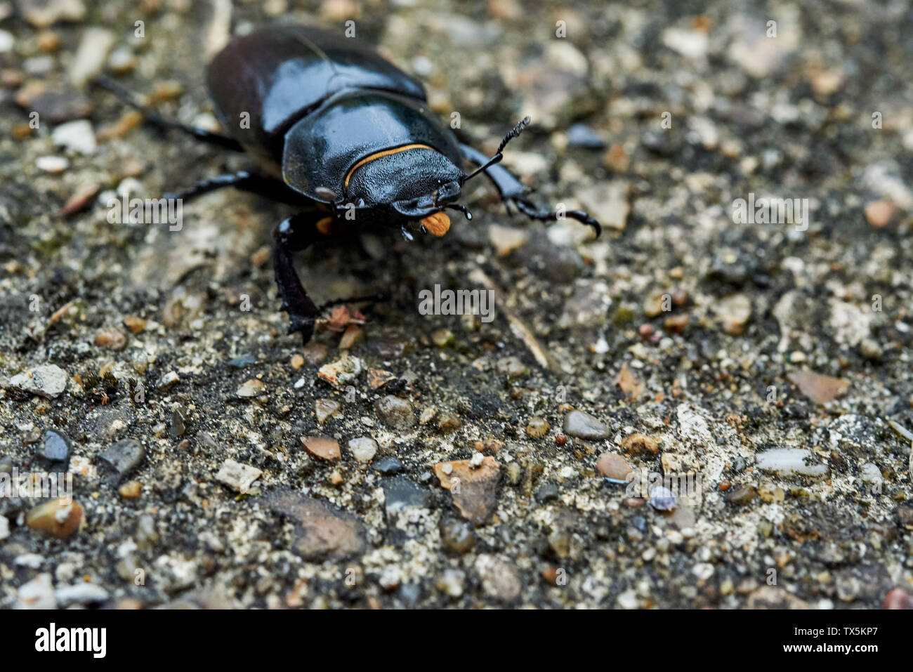 A large, black Lesser Stag Beetle (Dorcus parallelipipedus) ambling along a concrete patio. Stock Photo