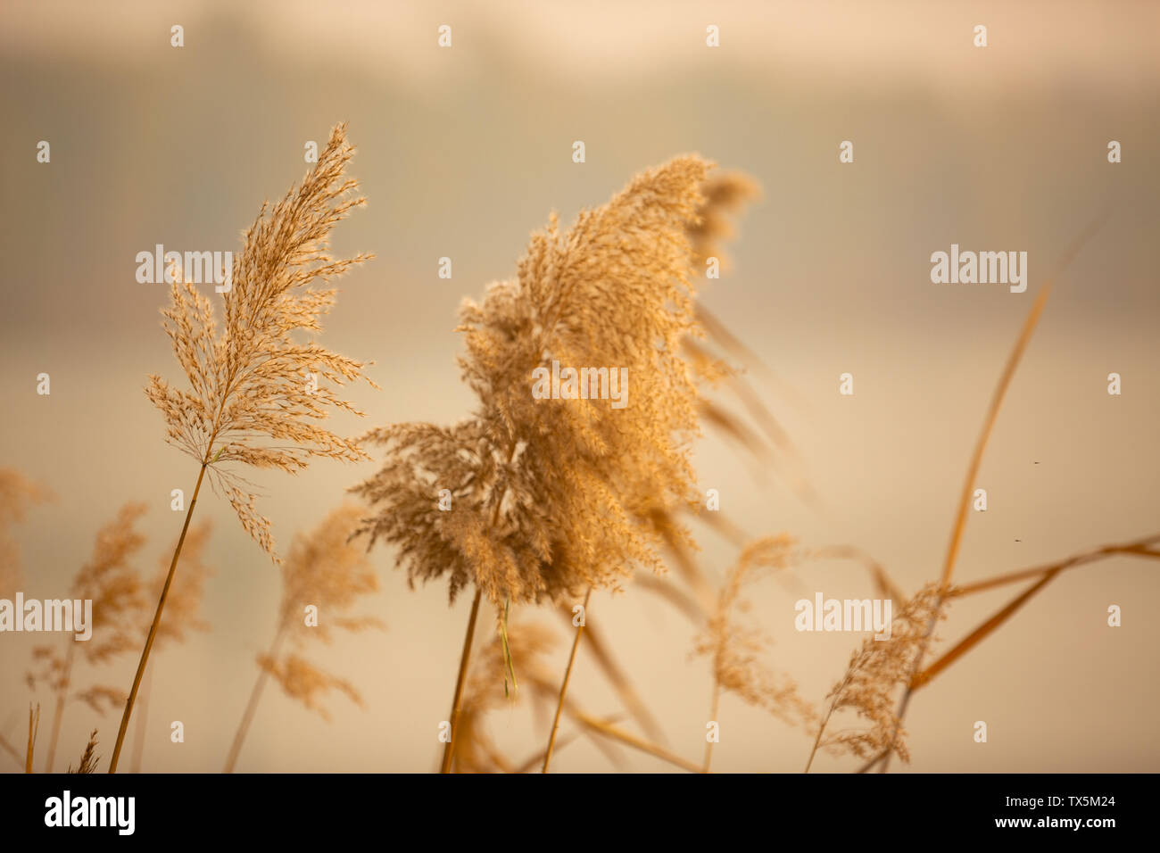 Pettus Reed Reed grass in golden hi-res stock photography and images - Alamy