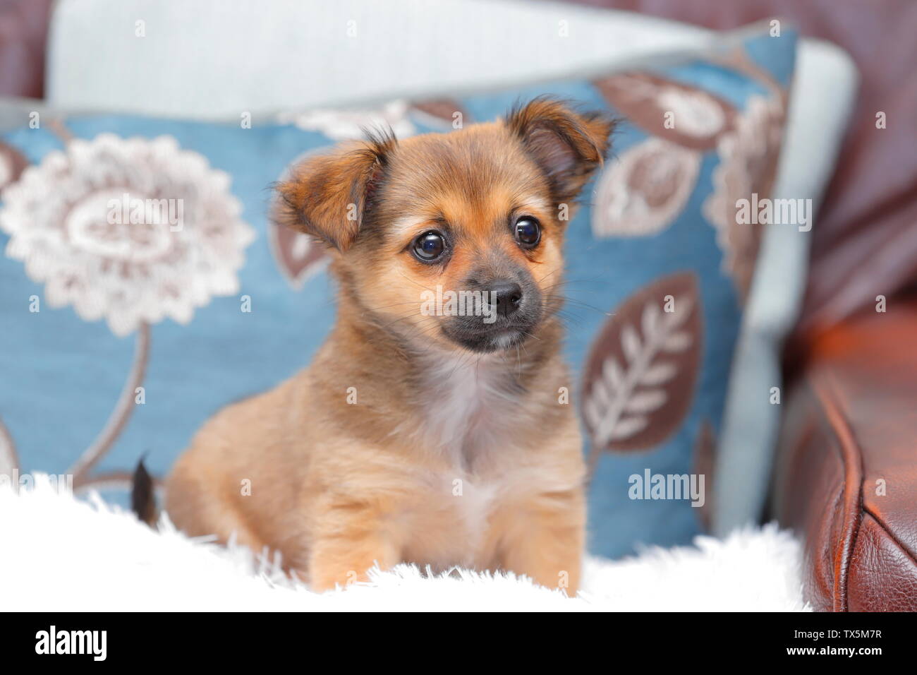 A puppy cross bred between a Chihuahua & Jack Russell Stock Photo Alamy
