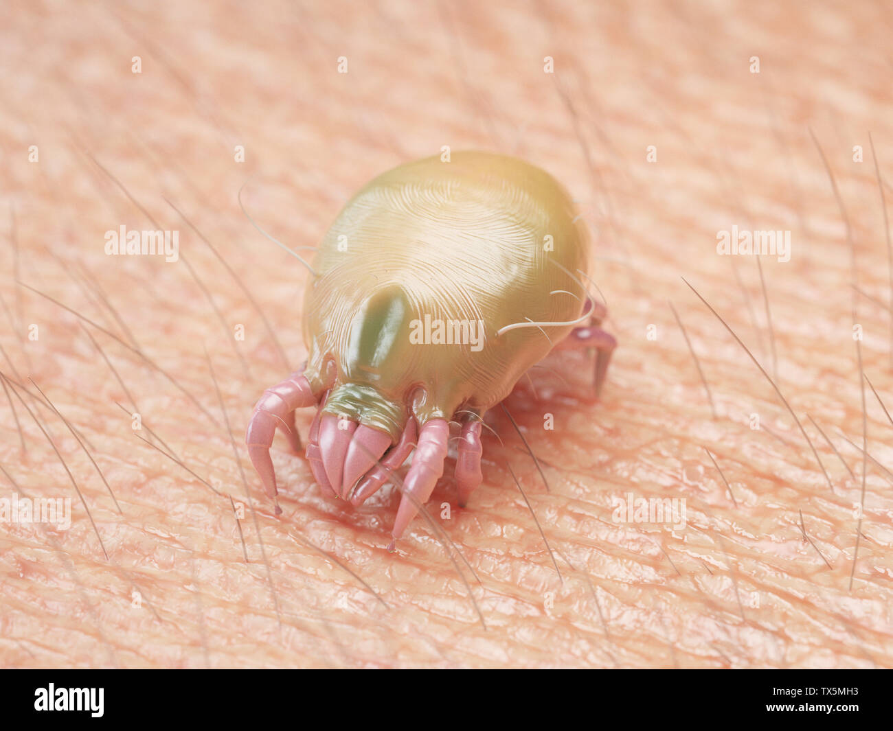 3d rendered medically accurate illustration of a dust mite Stock Photo ...