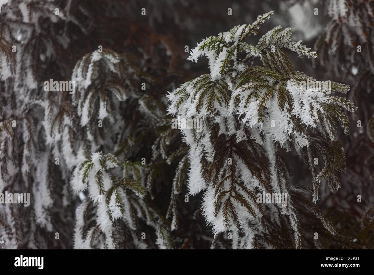 A pine needle covered with ice spines in winter Stock Photo - Alamy