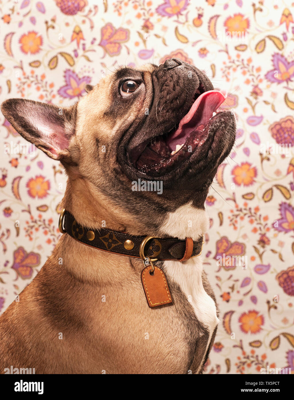 Louis vuitton dog collar hires stock photography and images Alamy