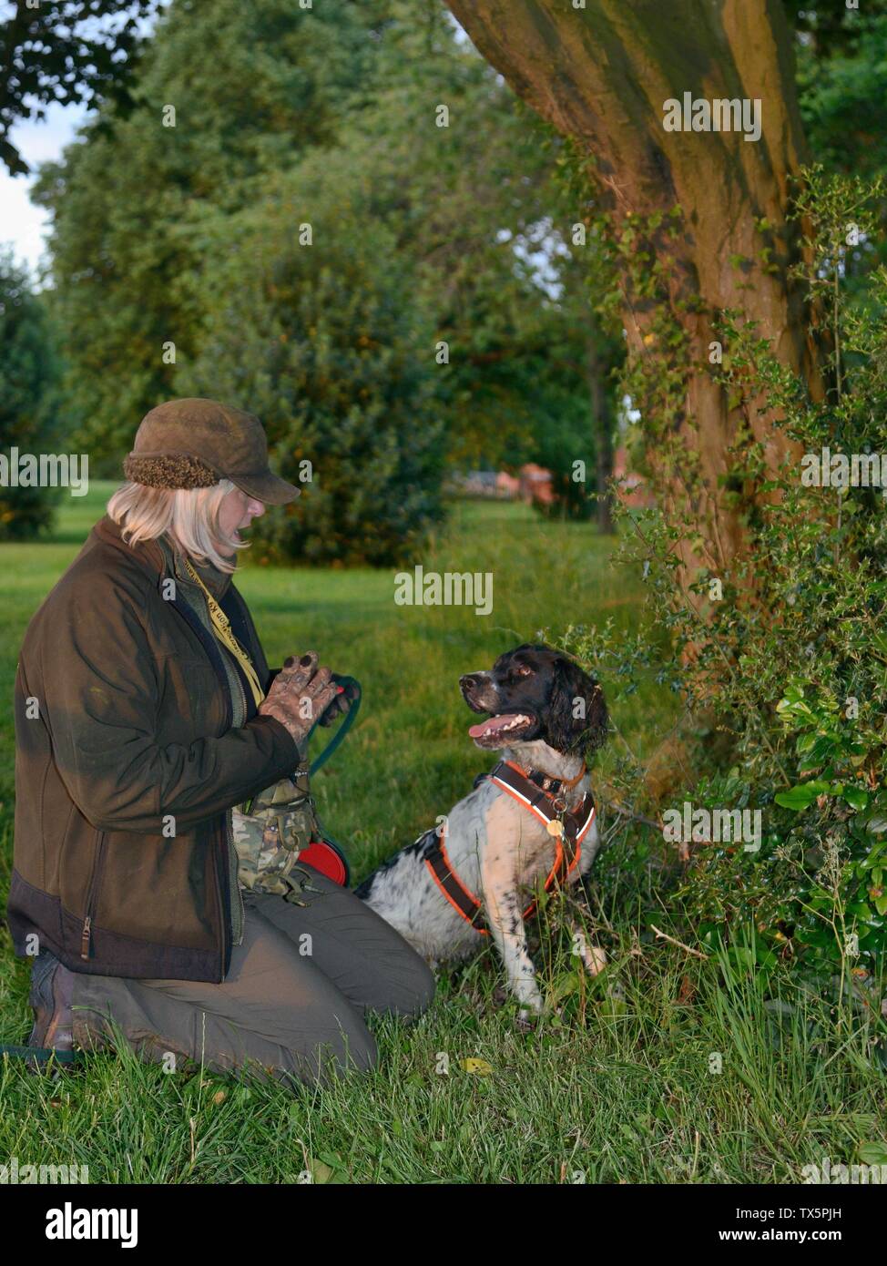 Sniffer dog indicating to its handler that it has found a Hedgehog (Erinaceus europaeus) hidden in a daytime nest during a survey, Gloucestershire, UK Stock Photo