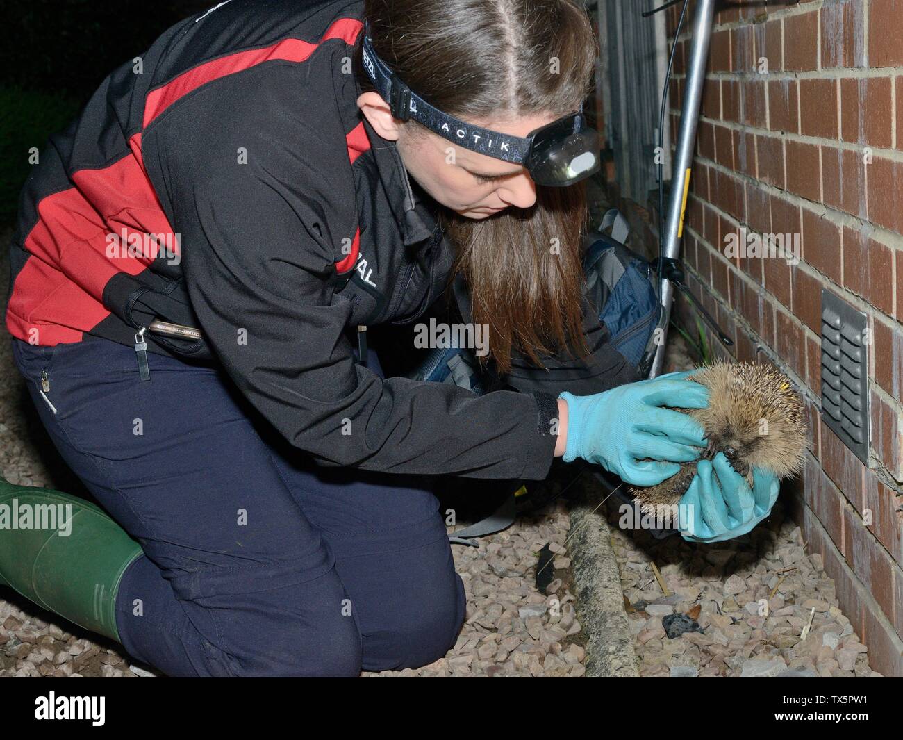 Hedgehog (Erinaceus europaeus) with a transmitter attached insoected after being found by radiotracking, Hartpury University, Gloucestershire, UK Stock Photo