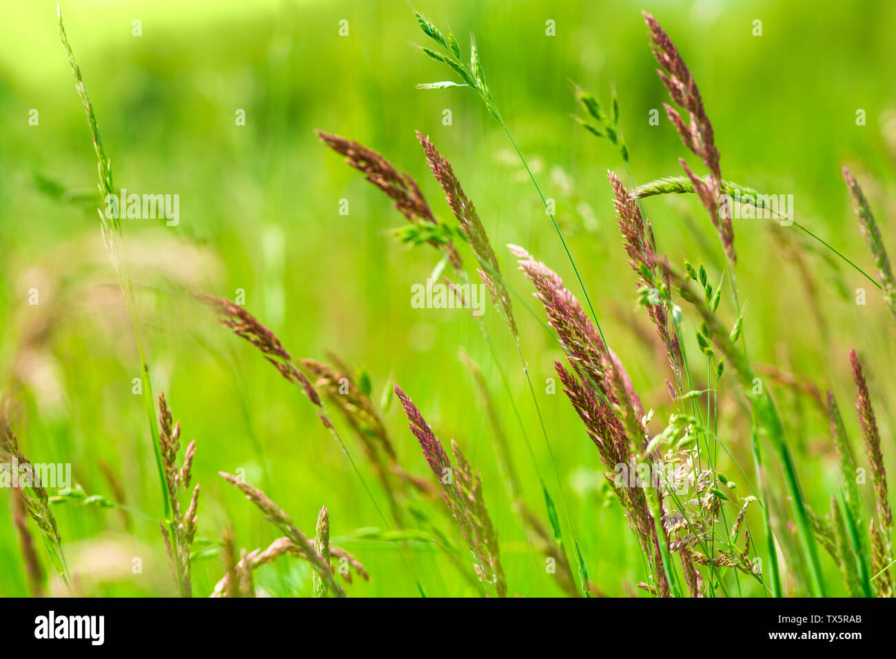 Natural growing motley  grass field (sweetgrass, hierochloe). Soft focus. Nature background Stock Photo