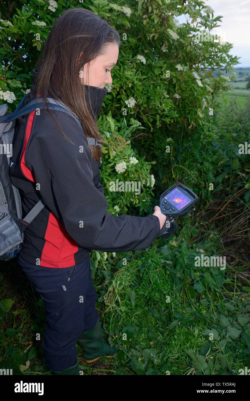 Thermal imager used to co confirm a Hedgehog (Erinaceus europaeus) is hidden in a nest where a sniffer dog has indicated it has found one, Glos, UK. Stock Photo
