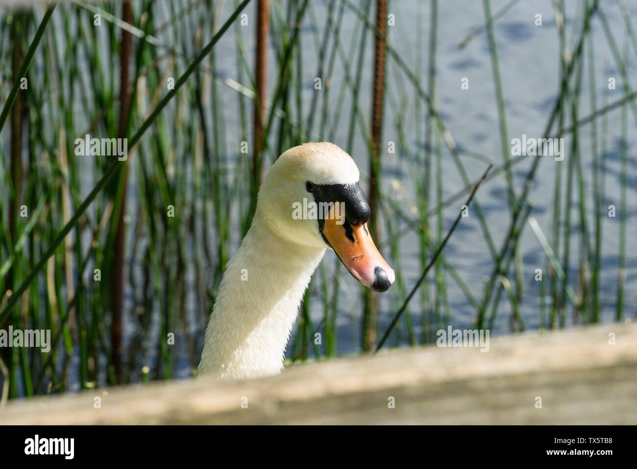 Male mute swan looking over wood railing hires stock photography and images Alamy