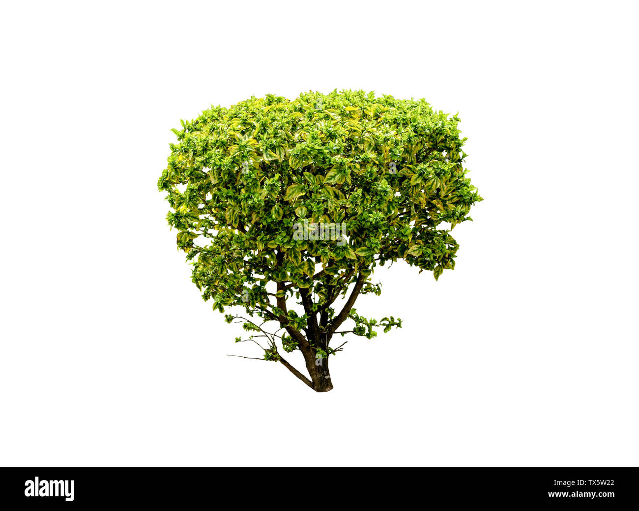 Green leaves small tree on white background Stock Photo - Alamy