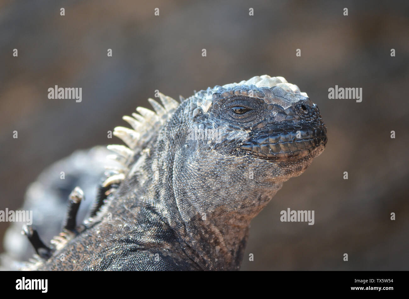 Close up of iguana sunning and sunbathing (Isabela Island, Galapagos) Stock Photo
