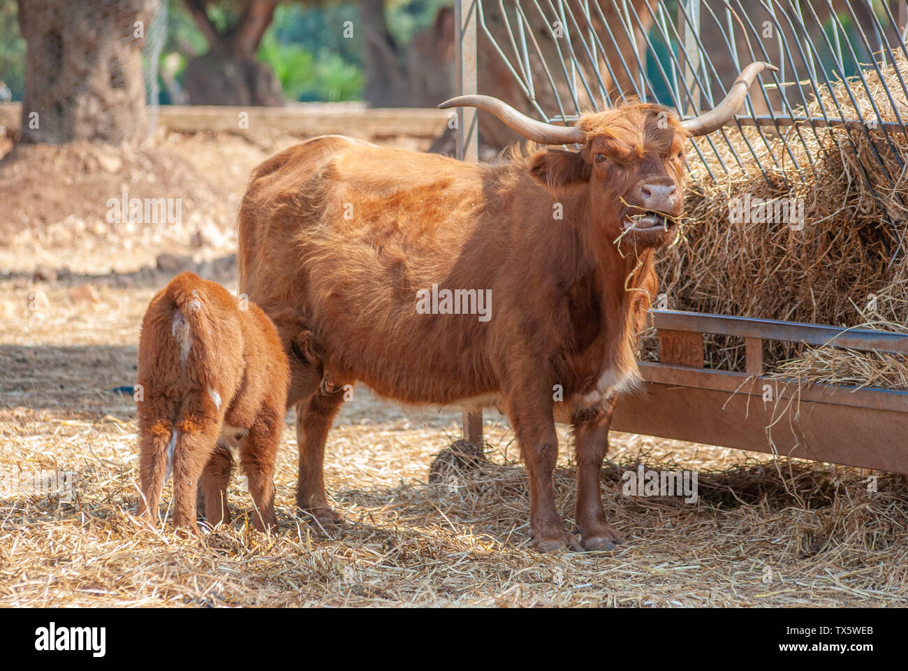 Highlander cow feeding her puppy while eating hay, taken on a farm