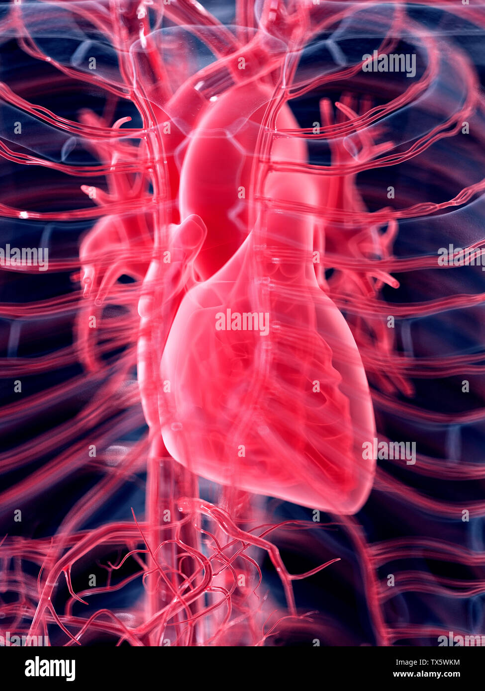 3d rendered medically accurate illustration of the human heart Stock ...