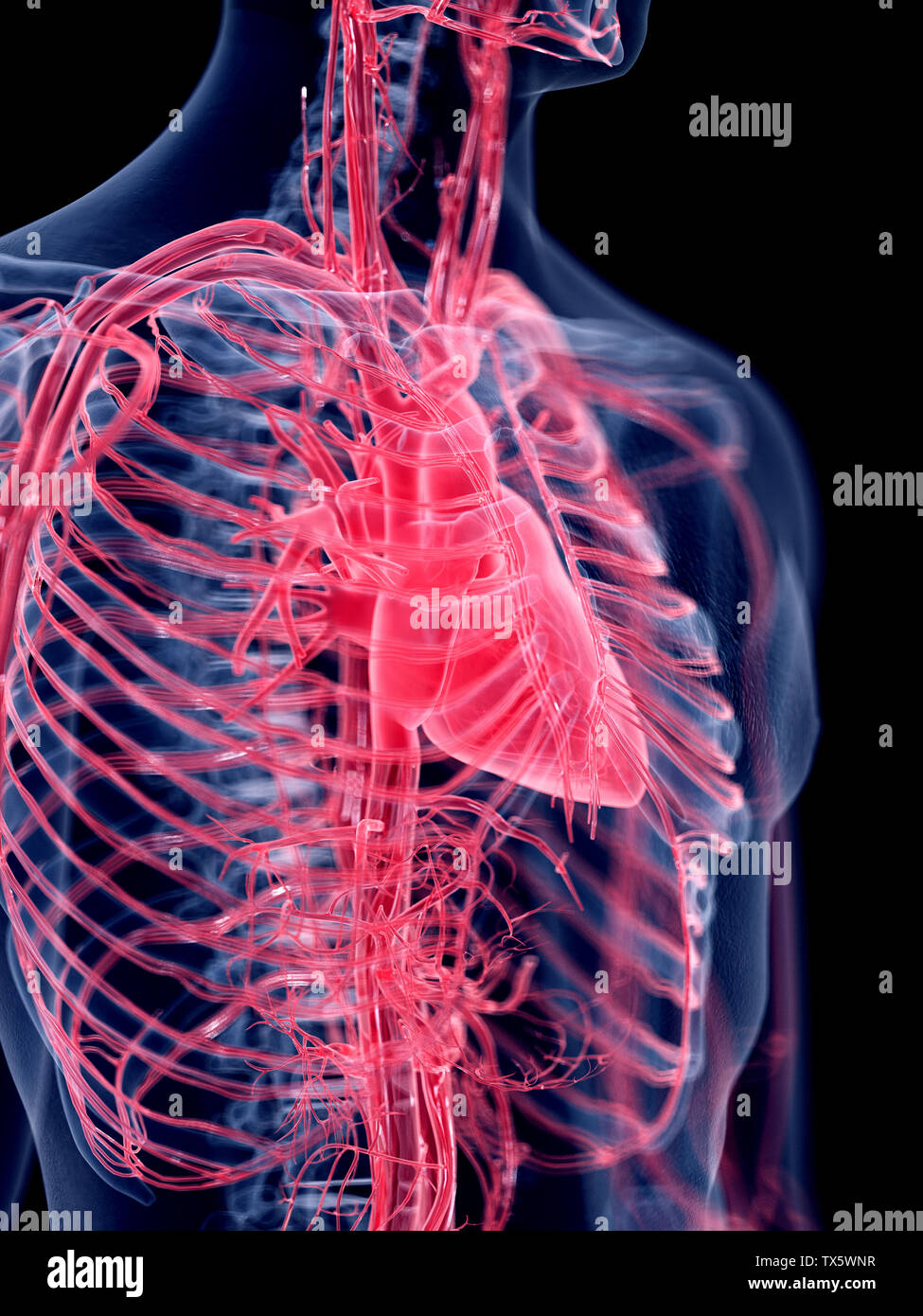 3d rendered medically accurate illustration of the human heart Stock ...
